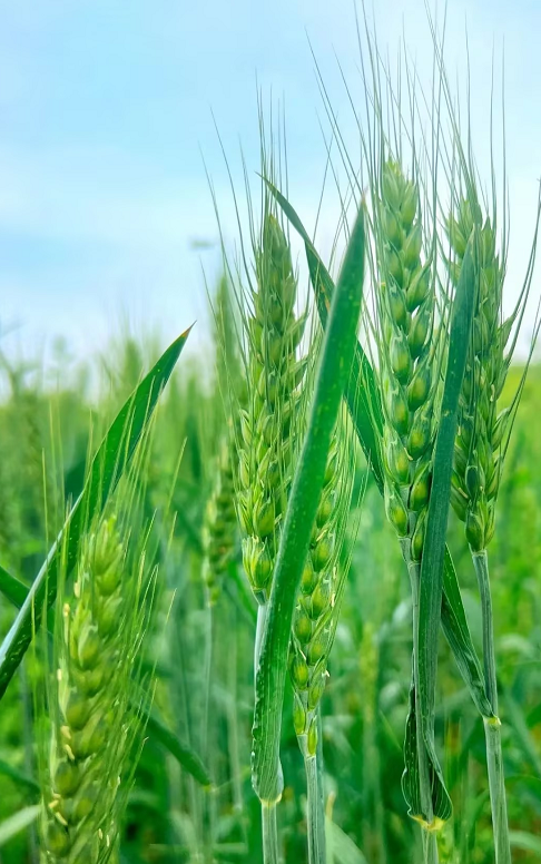 1716173728995.png 1716173728995.png